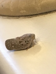 Metcalfa pruinosa
