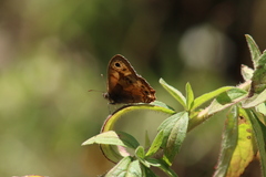 Paramacera xicaque xicaque
