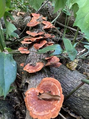 Trametes sanguinea