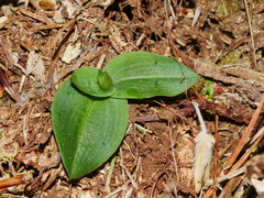 Chiloglottis cornuta