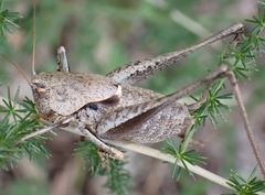 Thyreonotus corsicus