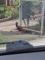 Gallus gallus domesticus