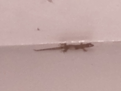 Hemidactylus mabouia