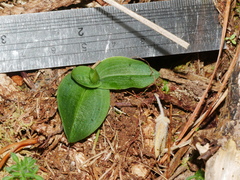 Chiloglottis cornuta