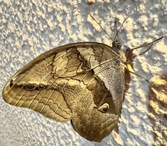 Eryphanis automedon