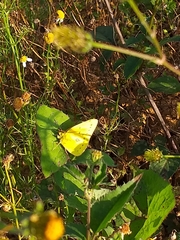 Colias lesbia
