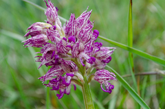 Orchis simia