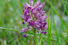 Orchis simia