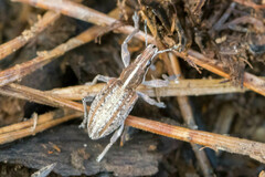 Charagmus gressorius