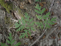 Dicentra formosa
