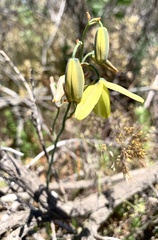 Albuca cooperi