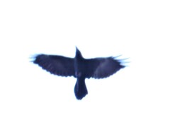Corvus