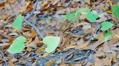 Aristolochia californica