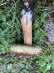 Boletus fibrillosus