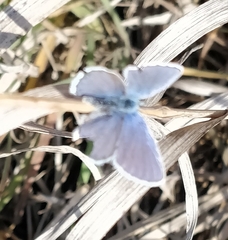 Plebejus melissa