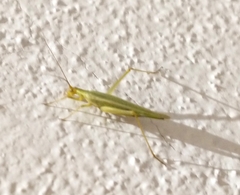 Oecanthus