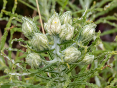 Pseudognaphalium obtusifolium