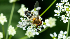 Leucozona glaucia