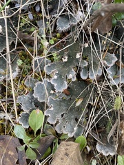 Peltigera canina