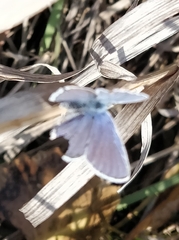 Plebejus melissa