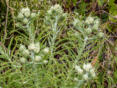 Pseudognaphalium obtusifolium