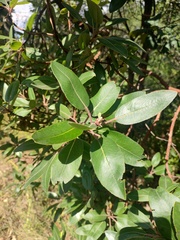 Arbutus