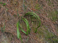 Thelymitra longifolia