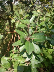 Arbutus