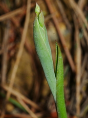 Thelymitra longifolia