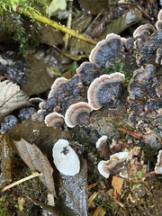 Trametes versicolor