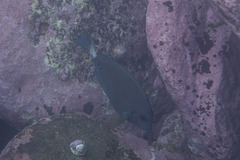 Prionurus microlepidotus