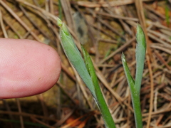 Thelymitra longifolia