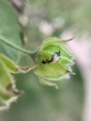 Oxycarenus hyalinipennis