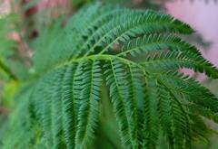 Mimoseae