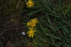Senecio stoechadiformis