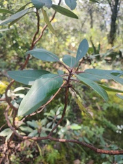 Arbutus
