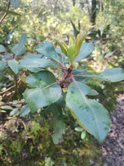 Arbutus