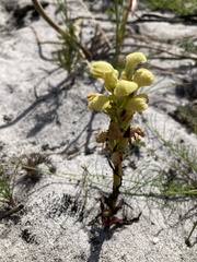 Disa sabulosa