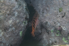 Hypoplectrodes maccullochi