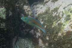 Stethojulis bandanensis