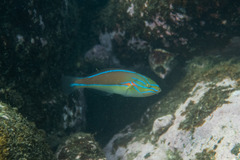 Stethojulis bandanensis