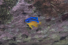 Mecaenichthys immaculatus