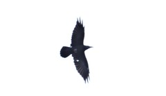 Corvus