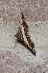 Nacoleia