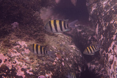 Abudefduf vaigiensis