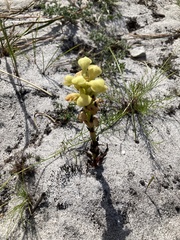 Disa sabulosa