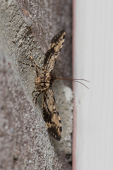 Nacoleia