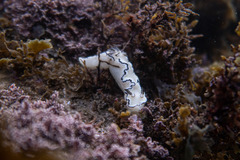 Doriprismatica atromarginata