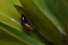 Steganopsis melanogaster