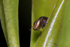 Steganopsis melanogaster